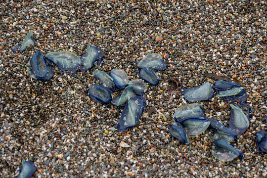Velella Velella Jellyfish Washed Ashore on Pebbled Beach