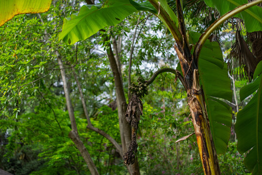 Banana Tree With Developing Fruit In Tropical Garden
