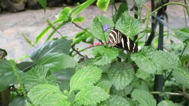 A beautiful Heliconius charithonia butterfly sits on a plant and drinks nectar from a flower.