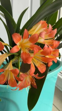 Orange clivia flowers closeup in flowerpot on window, indoor tropical plant with green leaves in daylight, home gardening concept