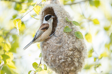 Eurasian penduline tit building a nest © Normunds