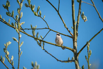 Penduline tit (Remiz pendulinus) sitting on tree branch © Normunds