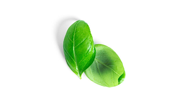 Basil isolated on a white background. Fresh basil leaves.