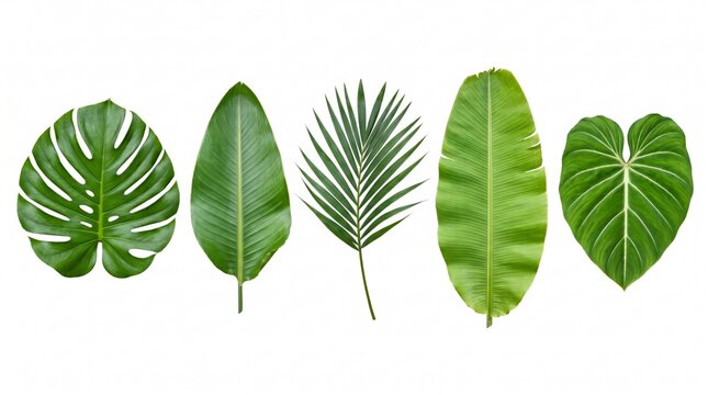 Five isolated green tropical leaves on white background including Monstera