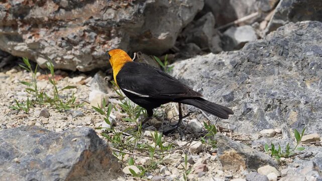 Close up of yellow-headed blackbird moving in slow motion as it looks for food.