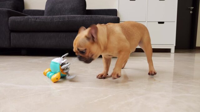 Young active French Bulldog curiously approaches fallen crab toy lying upside down, its plastic legs twitching in air. Playful dog barks at helpless toy and moves its muzzle closer, slightly confused