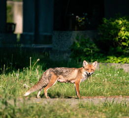 Fototapeta premium red fox vulpes