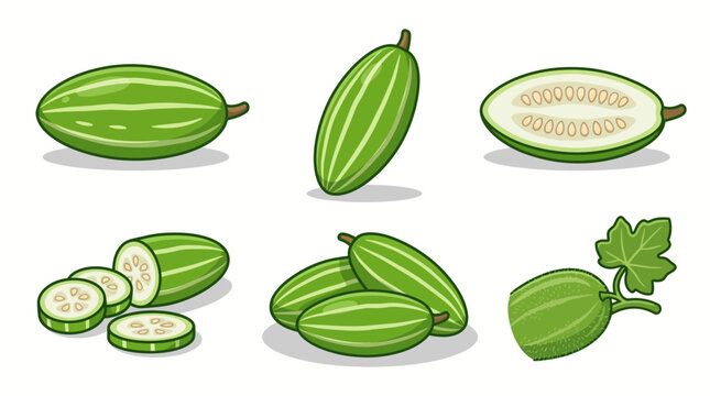 Pointed gourd fruit cartoon vector illustration set with whole and sliced pieces isolated on white background