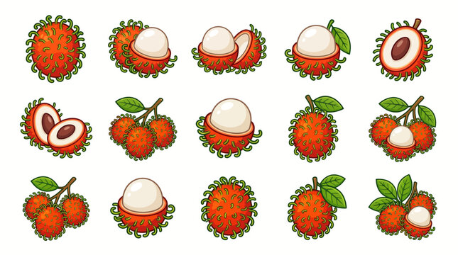 Rambutan fruit vector illustration set isolated on white background