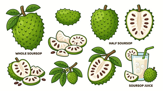 Soursop or guanabana fruit vector illustration set with whole, half, sliced fruits, seeds, leaves and juice