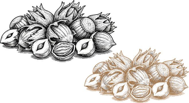 Vintage hazelnut sketch vector, hand drawn filbert nut illustration, organic whole and cracked hazelnuts in woodcut style for food packaging