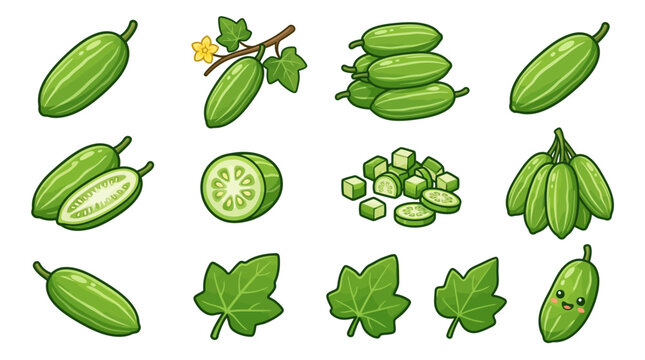 Ivy gourd vector illustration set with whole fruit, slices, leaves, and flowers