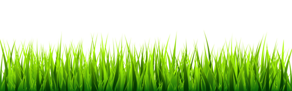 Meadow silhouette with green grass, plants on plain. Panoramic summer lawn landscape with herbs, various weeds. Herbal border, frame element. Black horizontal banners. Vector illustration