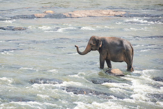 Baby elephant bathing in the river, Sri Lanka