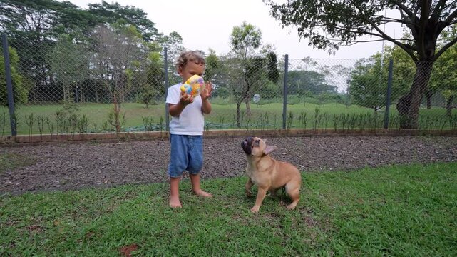 Little boy, focused on his new toy soap bubble generator, first creates single bubble, which his excited young dog rushes to catch. He then turns on generator fully, producing playful cloud of bubbles