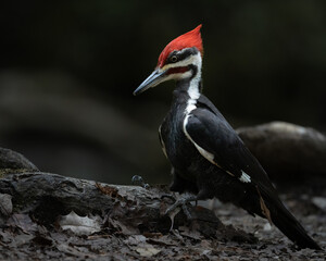 Fototapeta premium Pileated woodpecker searching for food on a fallen log in a forest environment. Close-up wildlife scene with natural light, earthy tones, and detailed textures.