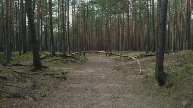 Eroded forest basin with exposed roots and sandy channel, steep banks lined with pine trunks and scattered needles, damp moss patches and rugged soil textures ideal for conservation stories