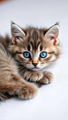 Fototapeta premium Fluffy gray tabby kitten with sparkling blue eyes curls up on a white background, kitten, adorable