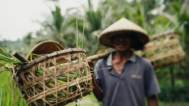 Balinese rice farmer carrying baskets on shoulder