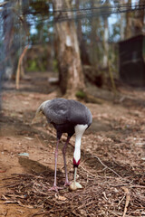Obraz premium Crane bird in forest on ground feeding on an egg, long legs and white neck with red face patch, wildlife scene with natural leaf litter and trees in background.