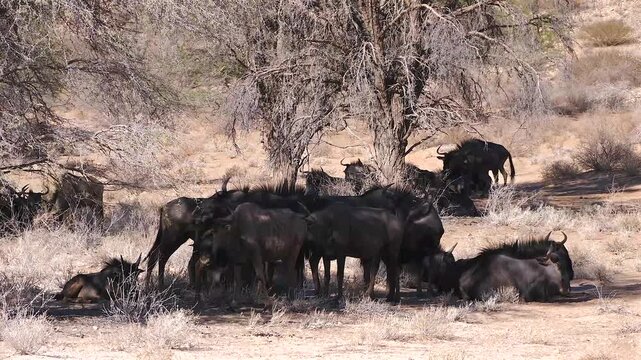 gnus, Connochaetes taurinus, resting in shadow 504

