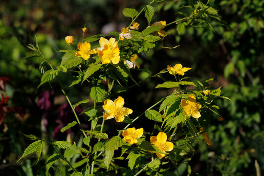 blooming kerria in the garden