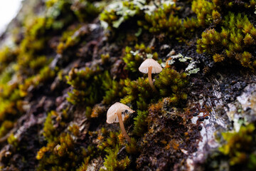 Tiny Woodland Mushroom with Visible Gills in Mossy Habitat © SarahJayne