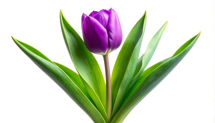 Obraz premium Vibrant purple tulip bloom with green leaves and water droplets, isolated on white background, spring beauty and nature element