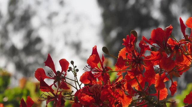 Red peacock flower tree or flamboyant deciduous trees provide shade.	