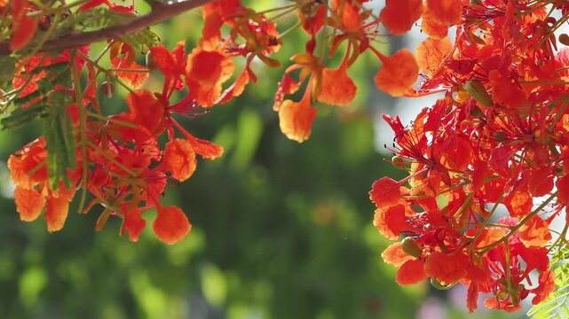 Red peacock flower tree or flamboyant deciduous trees provide shade.	