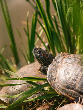 A close-up profile of a Red-eared slider turtle peaking through tall green grass and reeds.