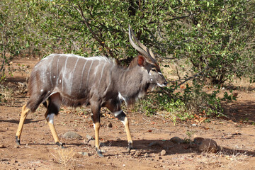 Obraz premium Nyala / Nyala / Tragelaphus angasii