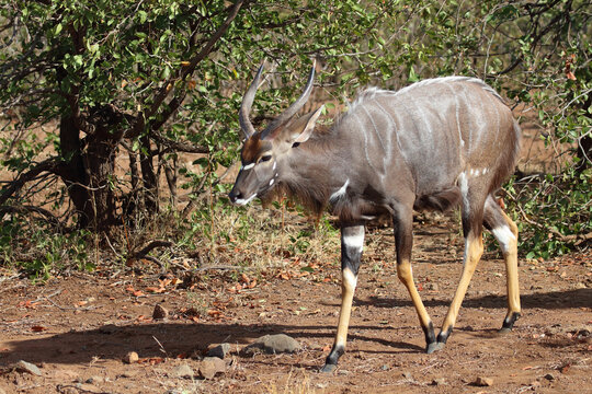 Nyala / Nyala / Tragelaphus angasii