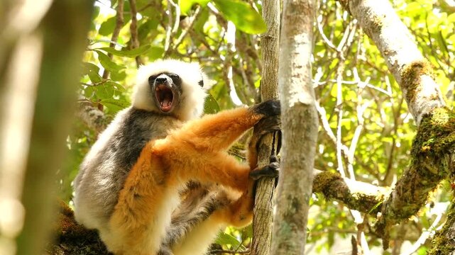 Lemur diademed sifaka in tree looking around, yawning, close 4
