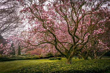 Naklejka premium Large blooming pink Magnolia tree (Magnolia x soulangeana) in Queen Victoria Park, Niagara Falls, Ontario.