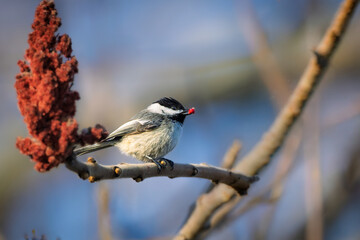 Black-capped Chickadee (Poecile atricapillus) perched on a staghorn sumac branch with a berry in its beak, Fifty Point Conservation Area, Grimsby, Ontario. © Teresa