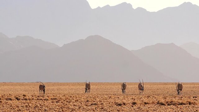 oryx grazing in the desert in front of hazy mountain chains 105