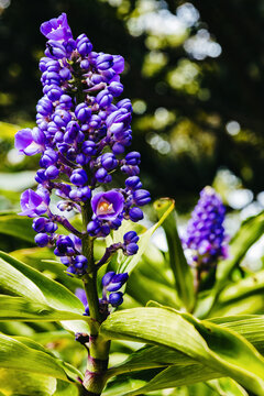 Beautiful vertical view of Dichorisandra thyrsiflora flower in the garden.