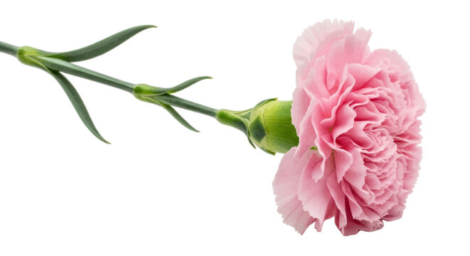 Minimal black silhouette icon, simple flat vector, bold black shape, no, no shading a single pink carnation flower with a stem on a, flat icon style