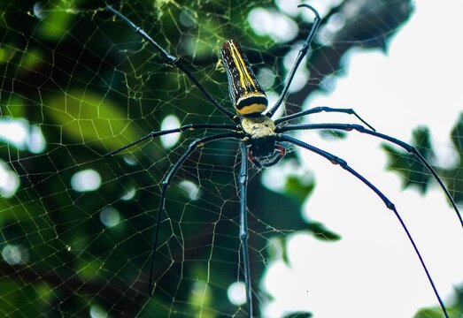 A golden orb weaver spider (Nephila pilipes) rests on its intricate web, showing its long legs and yellow-striped body. Surrounded by soft green foliage, it highlights nature&rsquo;s delicate beauty.