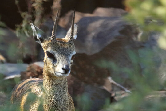 Klippspringer / Klipspringer / Oreotragus oreotragus