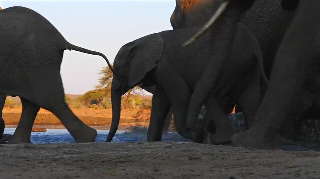 big herd of thirsty elephants running fast to the waterhole, frog&rsquo;s perspective, close 229