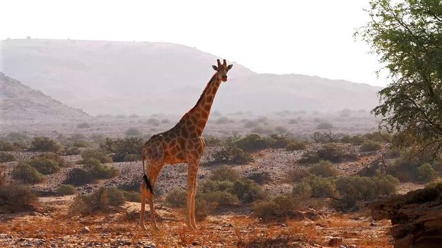giraffe, Giraffa camelopardalis, in a green area of namib desert 514

