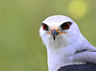 Fototapeta premium a beautiful blue kite with red eyes