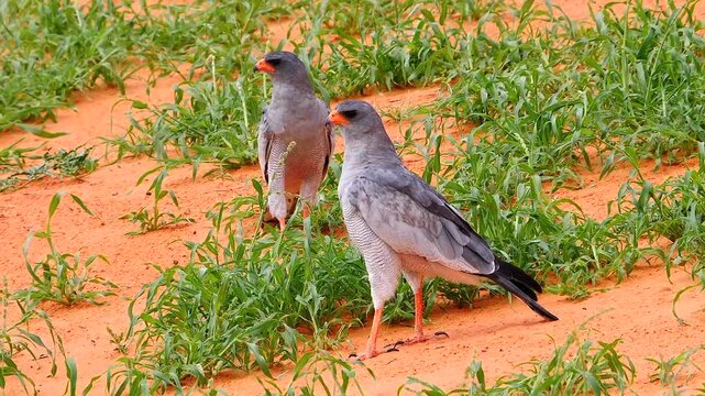 pale shanting goshawk, Melierax canorus, on the ground 006
