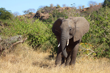 Fototapeta premium Afrikanischer Elefant / African elephant / Loxodonta africana