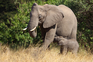 Fototapeta premium Afrikanischer Elefant / African elephant / Loxodonta africana