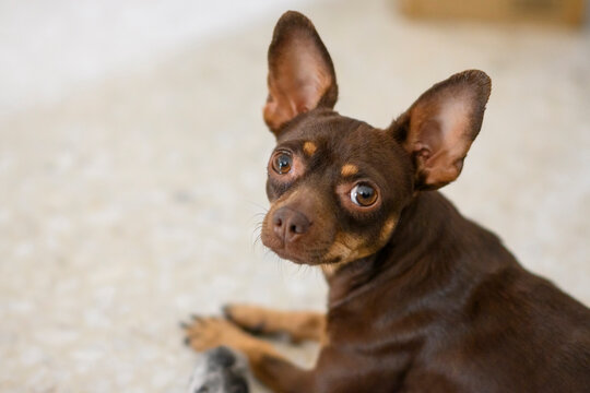 Portrait of a cute small brown Chihuahua mix dog looking at camera, domestic pet lifestyle.