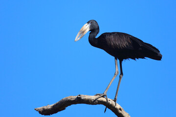 Fototapeta premium Mohrenklaffschnabel / African openbill / Anastomus lamelligerus
