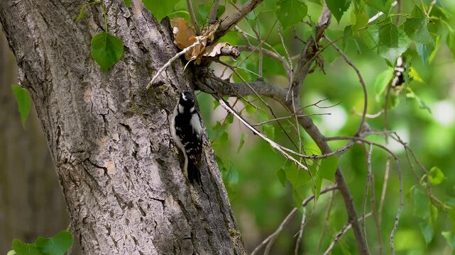 Woodpecker hopping around on a tree as it hunts for bugs in slow motion.
